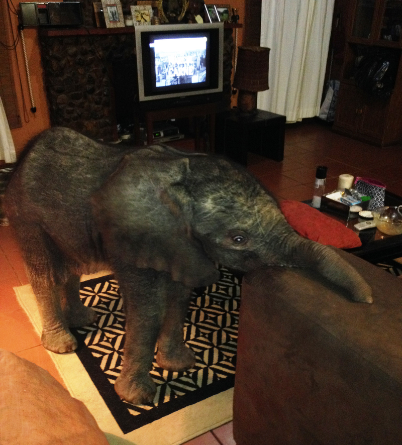 Illustration for article titled Baby Elephant Wanders Into South African Living Room, Has A Snack
